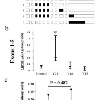 The Structure Of Lhcgr Mrna And Expression In Chorionic Villous Samples