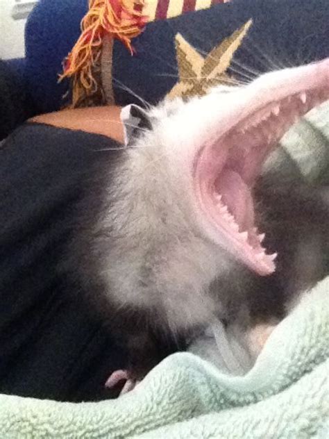 Cletus yawning | Awesome possum, Funny animal photos, Opossum