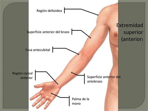 Introduccion A La Anatom A Anatom A Cosas De Enfermeria Anatomia Y