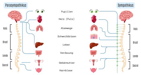 Vegetative Nervensystem Definition Störung und mehr