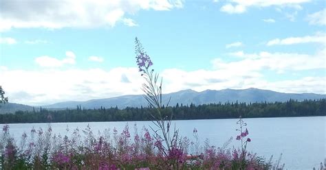 Alaska Bush Life Off Road Off Grid How I Harvest Wild Plants For