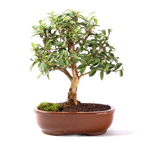 Bonsai Mini Goiaba 05 Anos I O Bonsai