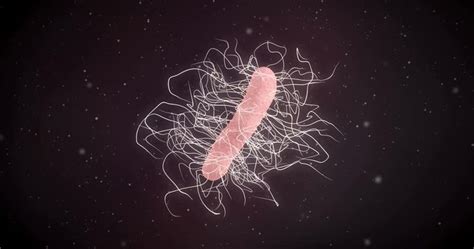 รูปภาพClostridium – เลือกดูภาพถ่ายสต็อก เวกเตอร์ และวิดีโอ1,781 | Adobe ...
