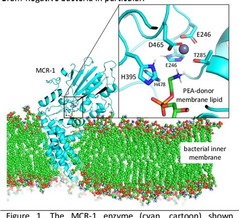 Figure 1 From Catalytic Mechanism Of The Colistin Resistance Protein