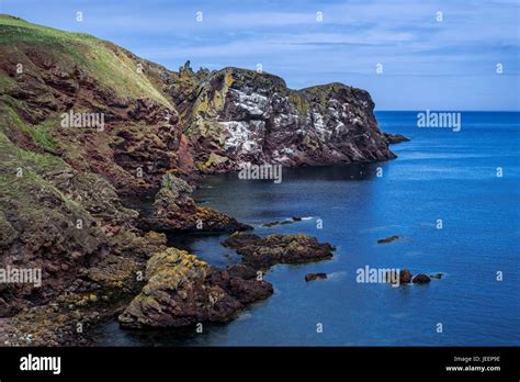 St Abbs Head Rocky Promontory And Seabird Nature Reserve Near The