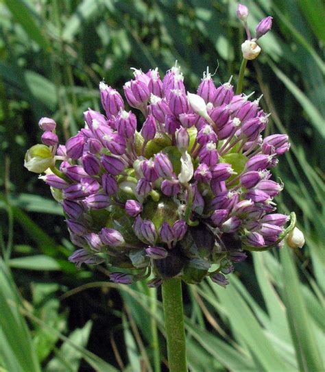 British Wild Flower Allium Ampeloprasum Var Babingtonii Wild Leek