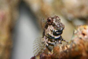 houndfish facts habitat diet life cycle pictures