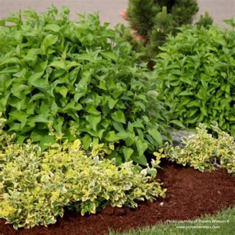 Arctic Fire® Red Twig Dogwood Proven Winners® Shrub Almanac Planting Co