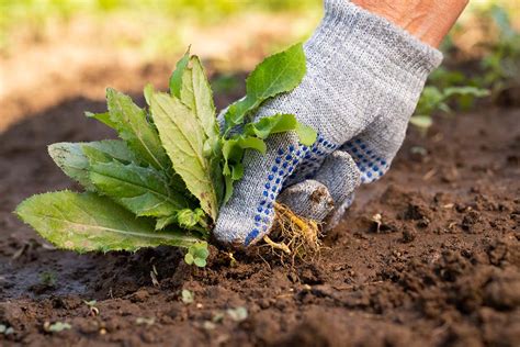 Six Tips To Prevent Weeds From Growing On Your Lawn