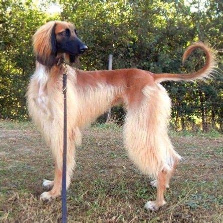 Pin on Afghan hound | Hound breeds, Afghan hound, Dog design