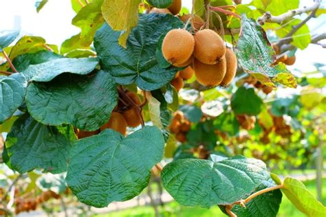 Comment Planter Un Kiwi Au Jardin Pour R Colter Des Fruits