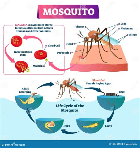 Cadena Epidemiologica Y Espectro Malaria Plasmodium Malaria Images