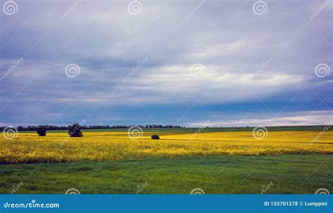 Canola Field, Landscape on a Background of Clouds. Canola Biofuel ...