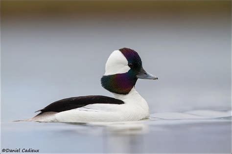 Bufflehead Drake Duck Pictures Dabbling Duck Duck Mount