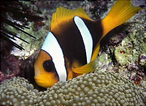 Clarks Anemonenfisch Amphiprion Clarkii