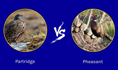 Partridge Vs Pheasant The Key Differences A Z Animals