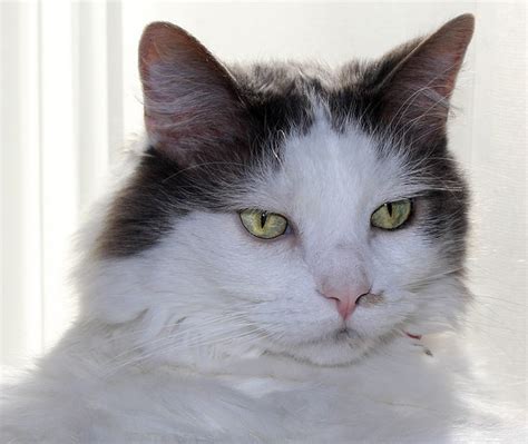 Rescue Cat Feline Long Hair - Free photo on Pixabay