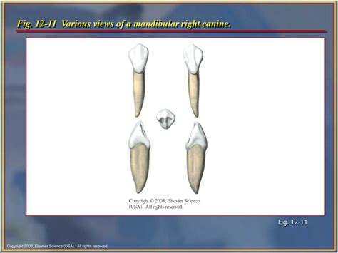 PPT Chapter 12 Tooth Morphology PowerPoint Presentation Free