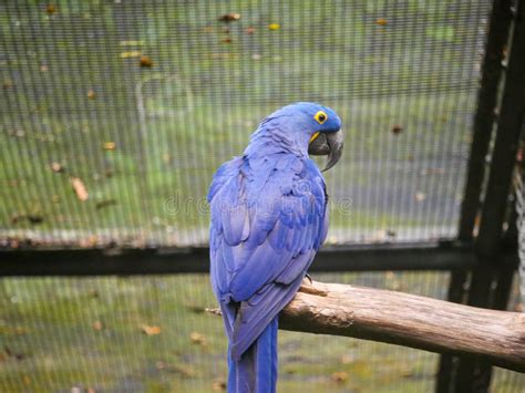 Hyacinth Macaw Anodorhynchus Hyacinthinus Or Hyacinthine Macaw Is A