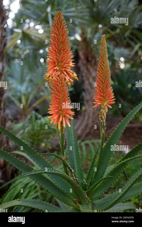 Orange Flowers Raceme Of Aloe Arborescens Krantz Aloe Or Candelabra