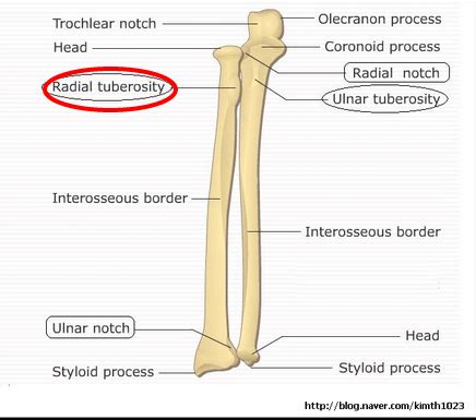 Radial tuberosity – Elbow Joint Meaning