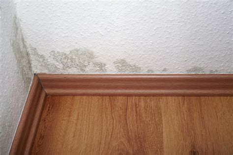 Solved These Are The 8 Telltale Signs Of Mold In The House Bob Vila