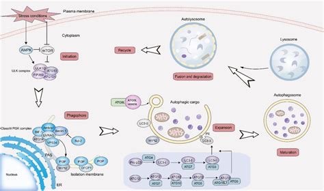 The Process Of Autophagy Autophagy Is Initiated In Cells By Complex