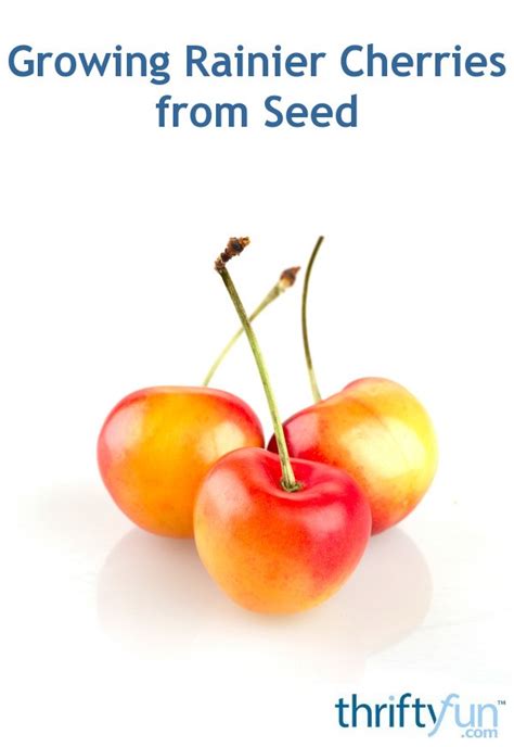 Growing Rainier Cherries From Seed Thriftyfun