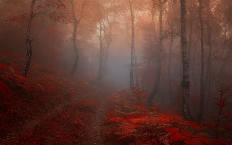 Misty Autumn Forest Hd Wallpaper