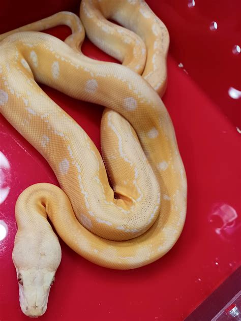 Lavender Albino Motley Tiger Reticulated Python By Worona Reptiles Morphmarket