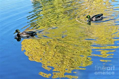 Ducks On Golden Pond Photograph By Linda Carol Case Fine Art America