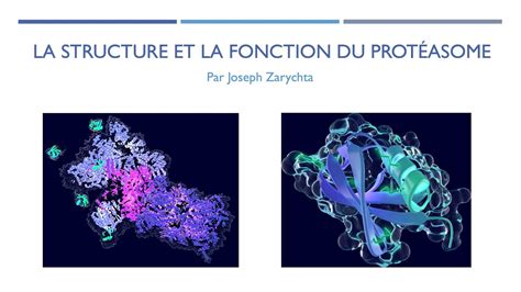 La Structure Et La Fonction Du Prot Asome Youtube