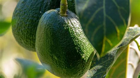 Método De Esquejes Para árbol De Aguacates Sencillo Y Rápido Gastrolab