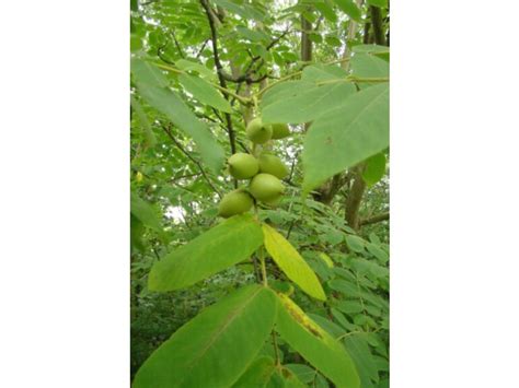 Orzech Ajlantolistny Juglans Ailantifolia Sadzonki W Dobrej Cenie