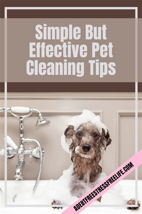 Simple But Effective Pet Cleaning Tips In 2021 Pet Cleaning Cleaning