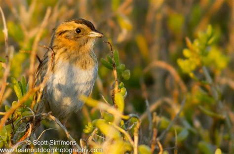 Birding Is Fun!: Wintering Sparrows in Florida