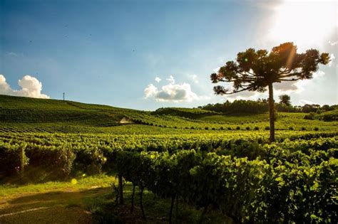 De grão em grão projeto resgata 73 anos da uva e do vinho na Serra Gaúcha