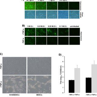 A Representative Fluorescence And Phase Contrast Microscopy Images Of