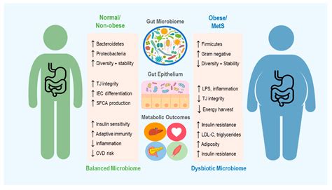 Gut Microbiota And Metabolic Syndrome