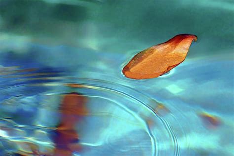 Floating Petal By Nikolyn Mcdonald Photography Water Art Abstract