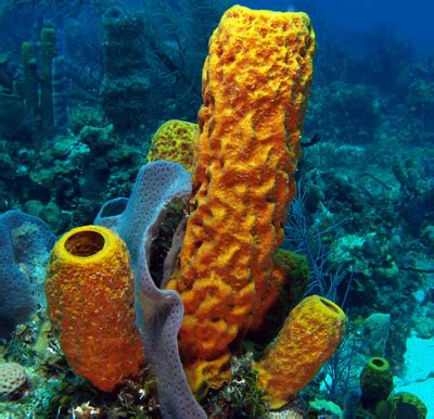 Corpos Do Mar Porosos Com Formas E Cores Variadas - Organismos Marinhos
