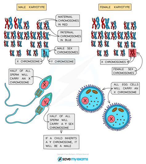 Codominance And Sex Linked Characteristics Cambridge Cie O Level Biology Revision Notes 2021