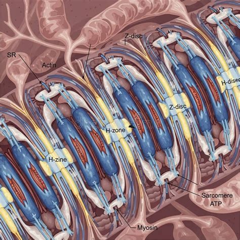 Actin Filaments On Muscle Fiber Model