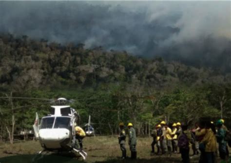 Incendio Sooretama Icmbio Revista Universidade