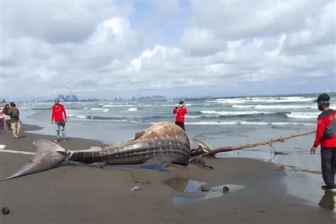 Bangkai Ikan Paus Tutul Ditemukan Di Pantai Kemiren Cilacap Krjogja