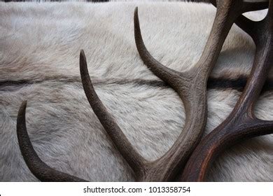 Wild Deer Antlers Stock Photo 1013358754 | Shutterstock