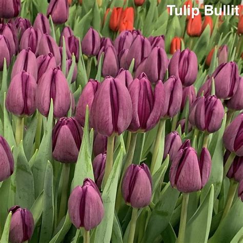 Tulip Bullit Bufl Ru St Dtereisen