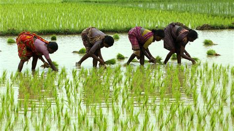 Kharif Sowing Up 14 Paddy Area Rises 19 Economy News The