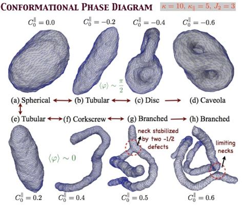 Radhakrishnan Lab Research