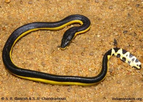 Yellow-belly Sea Snake | Indiansnakes.org